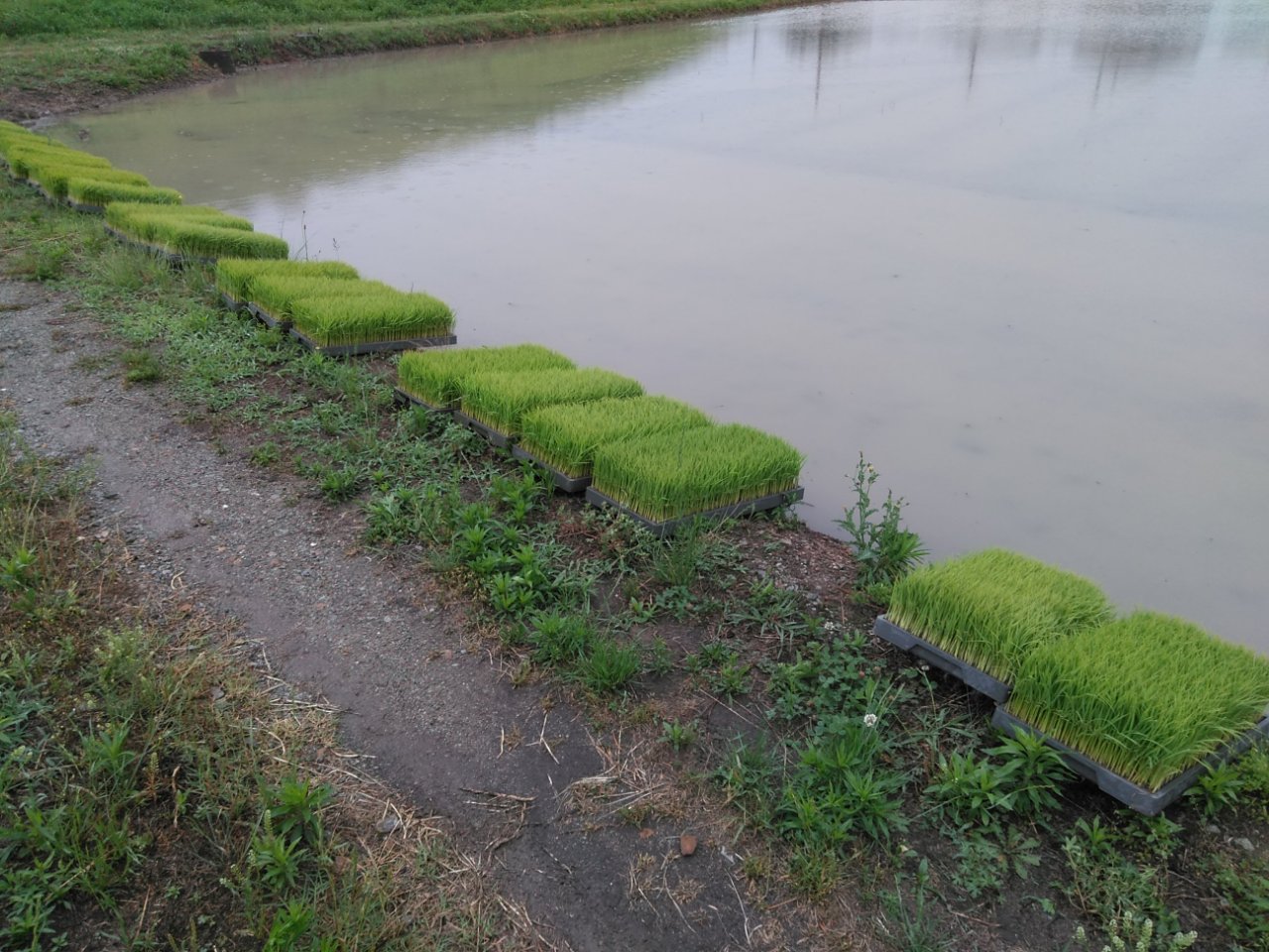 田植え　苗箱 ハラックス ナエラック ER-72 苗箱72枚用 6段 育苗箱運搬器 アルミ製