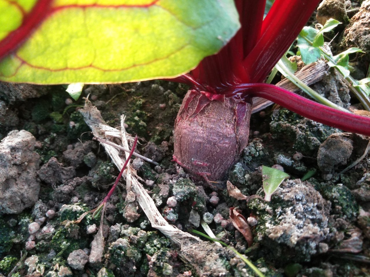 ビーツが肥大化しない 故きを温ねて新しきを知る人ぞ知る