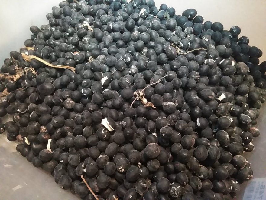 収穫した黒枝豆