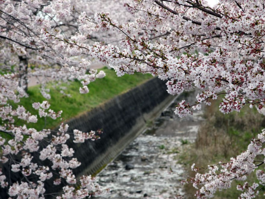 曇川の桜並木