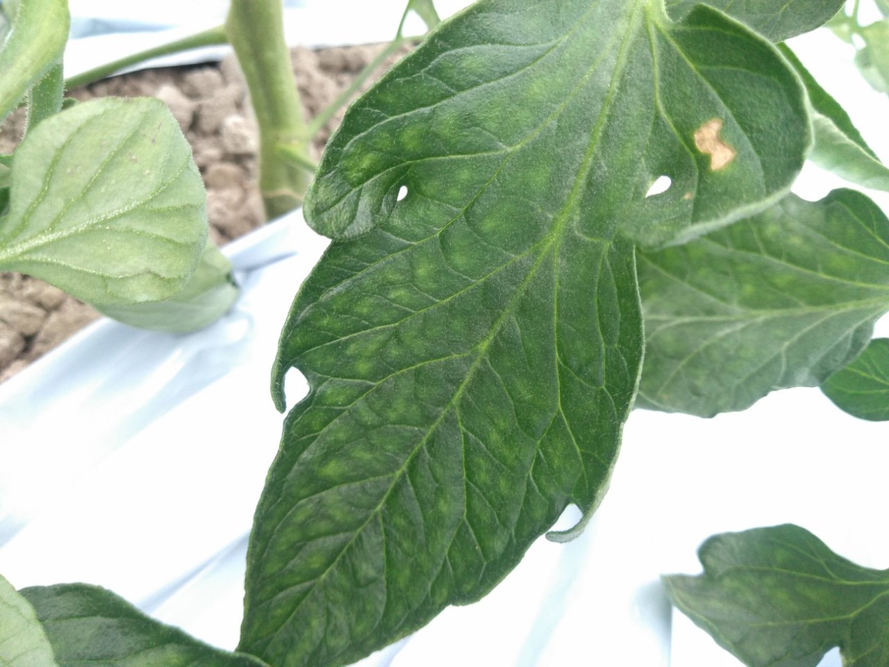 トマト栽培 苦土不足か 故きを温ねて新しきを知る人ぞ知る