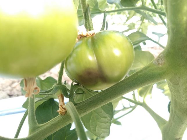 トマト栽培 尻腐れ果が発生 故きを温ねて新しきを知る人ぞ知る