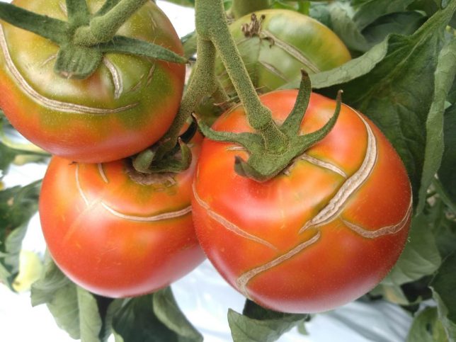 トマトの同心円状裂果 故きを温ねて新しきを知る人ぞ知る