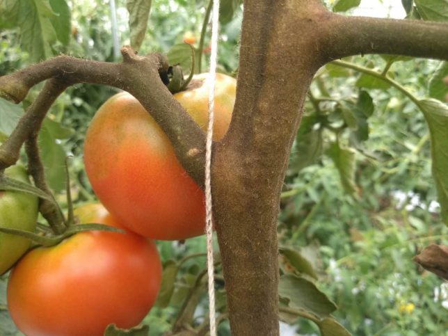 トマトサビダニが発生 トマトの茎が茶色くなる 故きを温ねて新しきを知る人ぞ知る