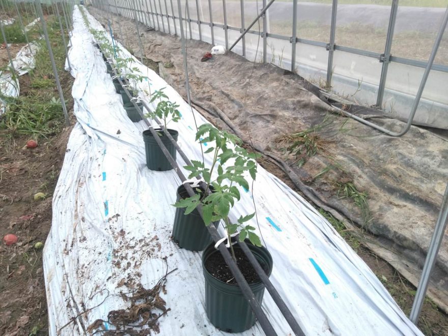 ハウスに設置した抑制栽培トマト