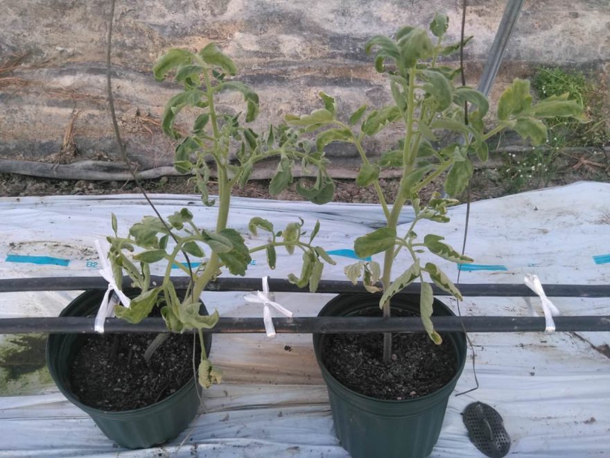 抑制栽培のトマト