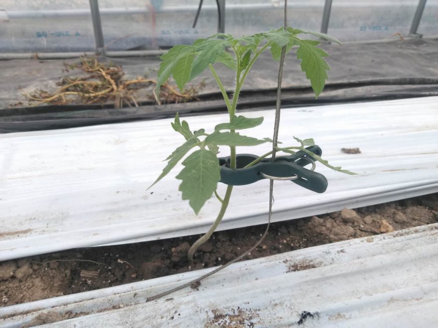 抑制栽培トマト