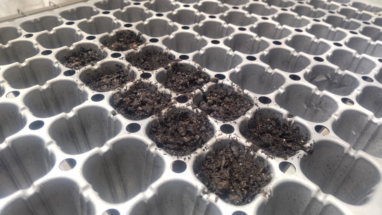 キャロライナ・リーパーの結果 故きを温ねて新しきを知る人ぞ知る