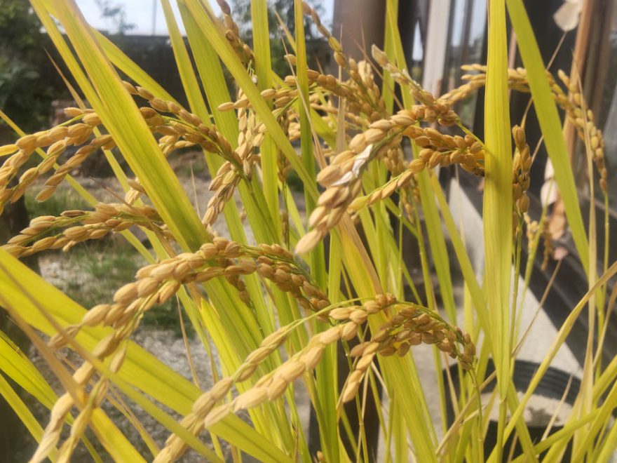 収穫前のバケツ稲